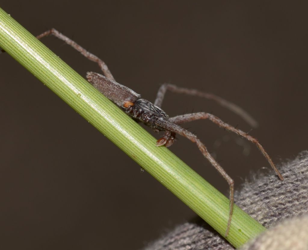 Pisaura sp., maschio - Grosseto